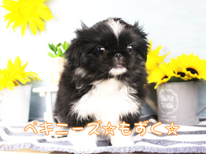 新しい仲間が増えました！